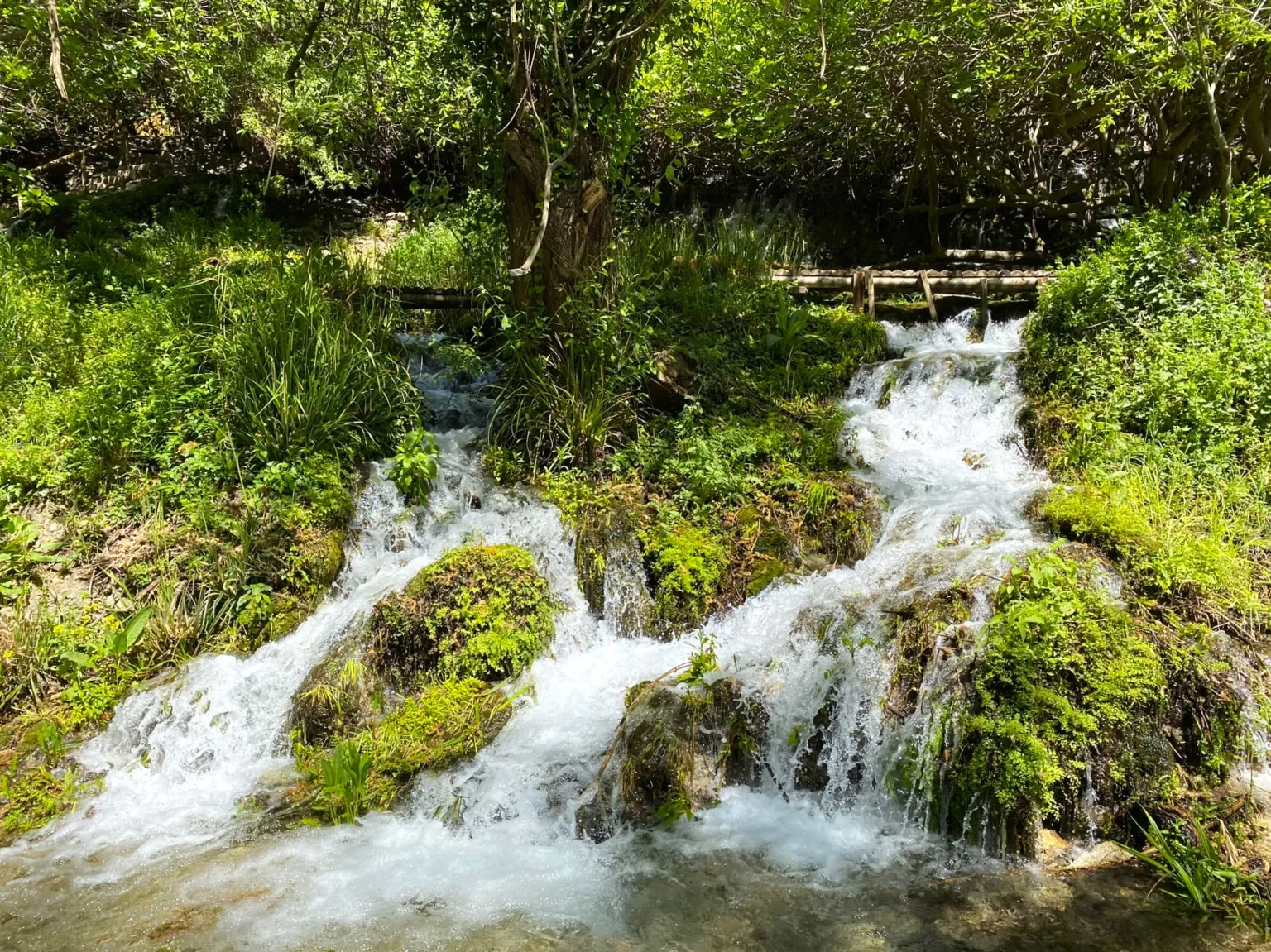 Bosque y agua entre higueras cerca de Fontanar